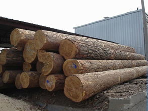 俄羅斯楊木原木供應(yīng)——廈門湖里勝佳木材經(jīng)營(yíng)部，質(zhì)優(yōu)價(jià)廉，現(xiàn)貨直銷